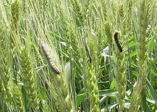 小麦病虫害有哪些,怎样防治?