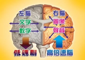 左脑和右脑的区别及功能