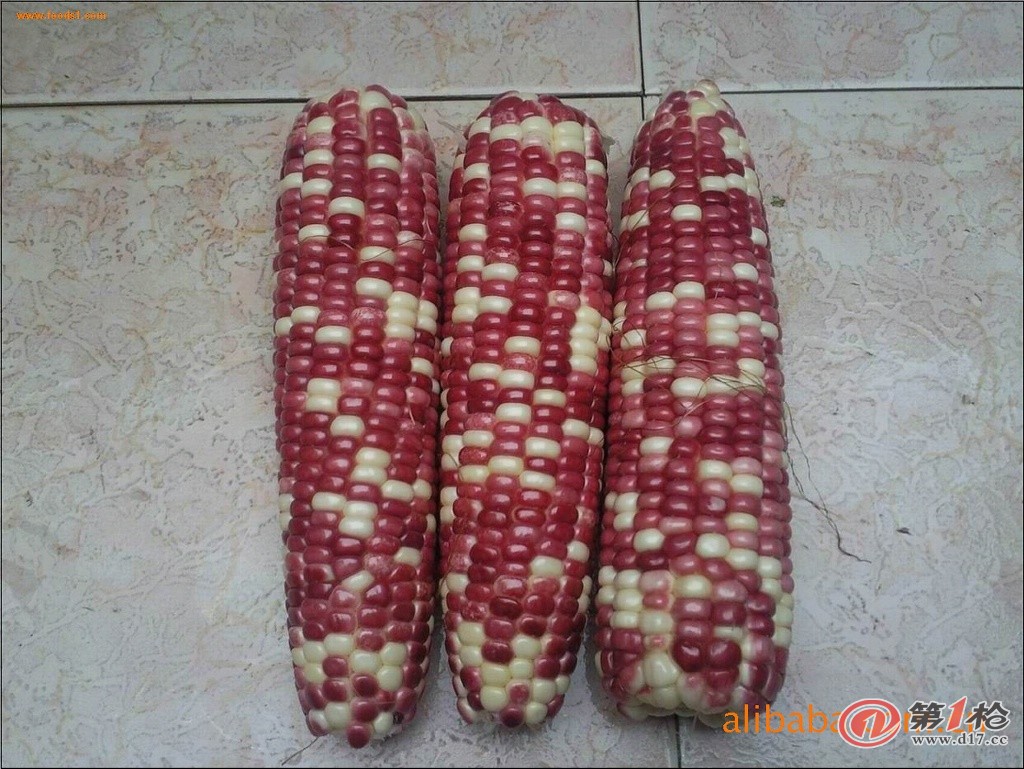 利合928玉米种子图片