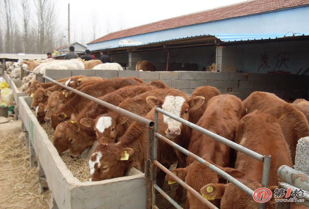 內蒙出售西門塔爾育肥牛 黃牛犢 種牛肉牛價格 養殖50只黃牛利潤