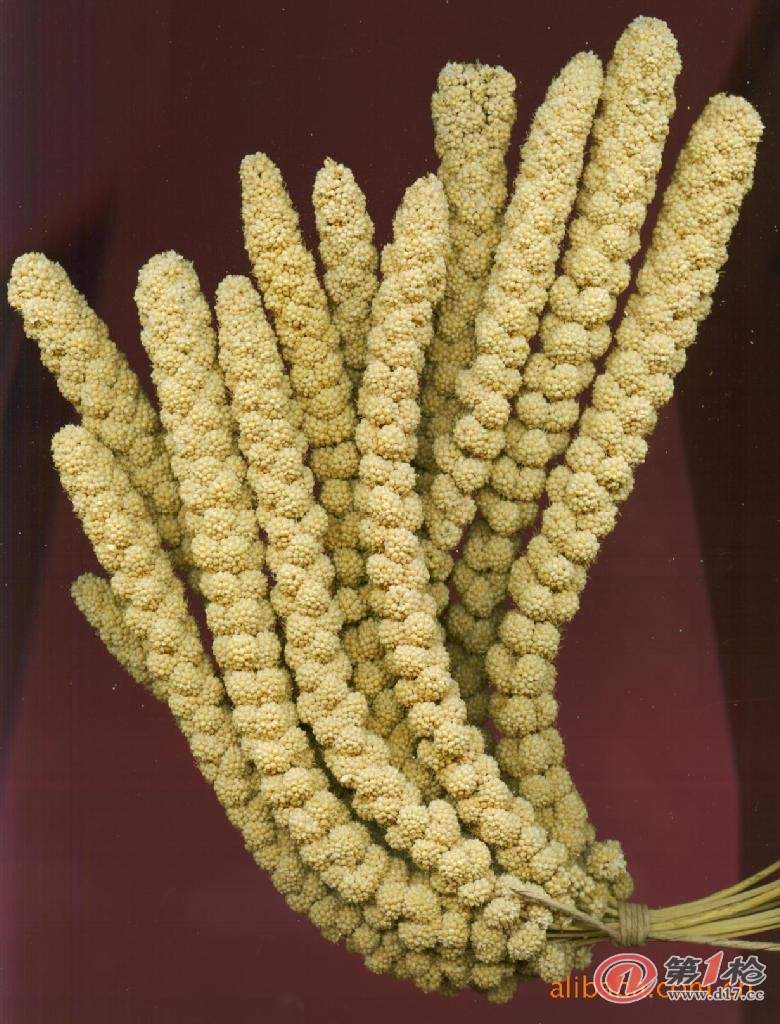 黍米穗图片图片