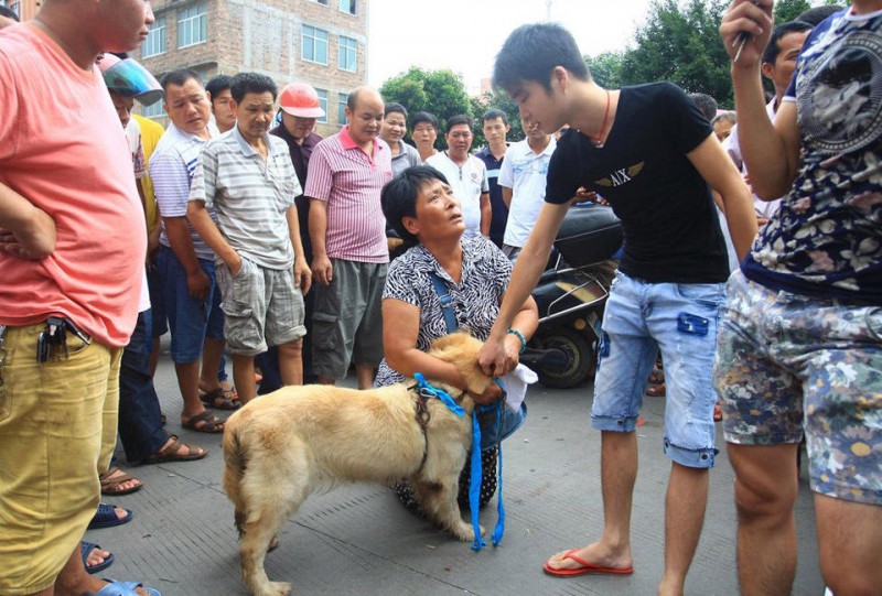 广西玉林狗贩虐狗逼爱狗人士高价买狗