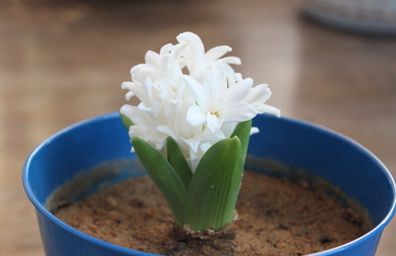 风行子花语(桃红色风信子花语)