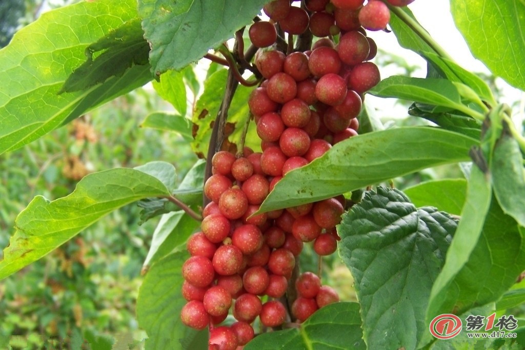 植提厂家大量销售 原材料提取五味子提取物