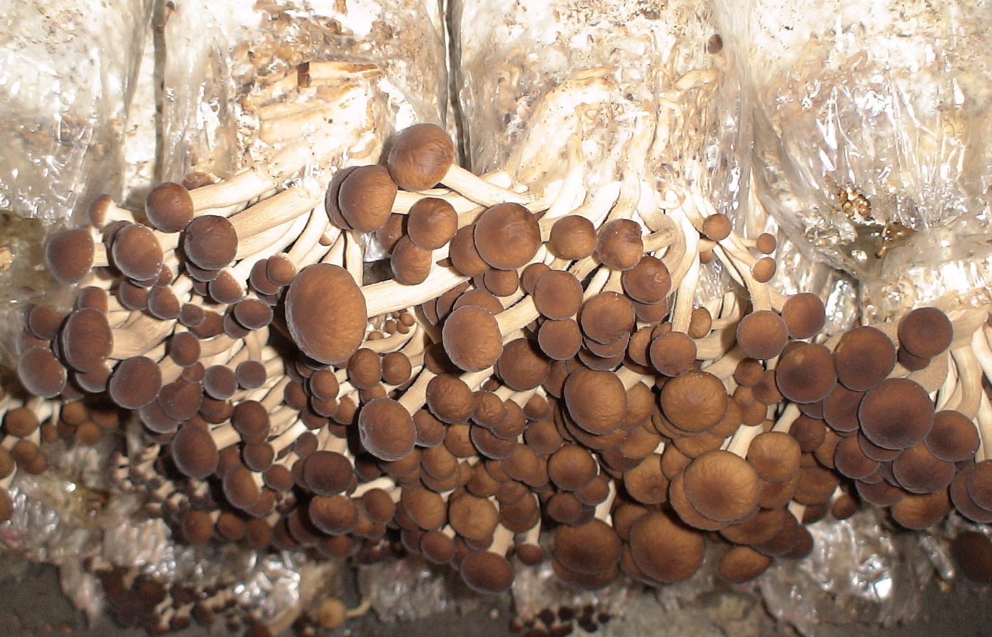 硫磺熏过的茶树菇图片图片